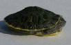 tangi001003.jpg