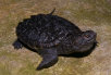 tangi001004.jpg