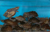 tangi001005.jpg