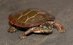 tangi001006.jpg