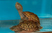 tangi001007.jpg