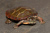 tangi002008.jpg